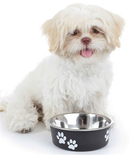 Best Puppy Food For Shih Tzu Puppies Dietary Needs