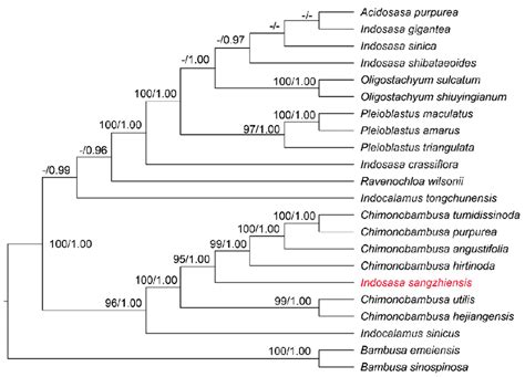 Phylogenetic Tree Reconstruction For I Sangzhiensis Based On Plastid