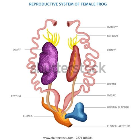 Labelled Diagram Female Reproductive System Frog Stock Vector Royalty Free 2271188781