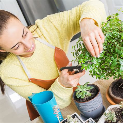 Printemps Astuces Pour Prendre Soin De Ses Plantes Dint Rieur Je