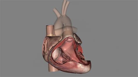 73,000+ Atria Ventricles Anatomy Pictures