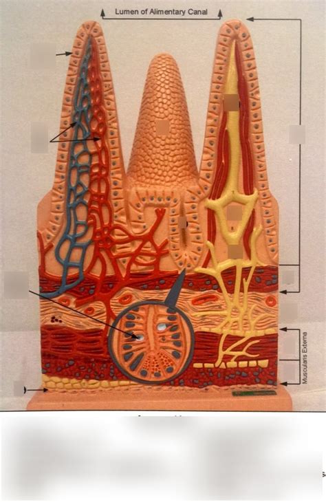 Small Intestine Histology Diagram Quizlet