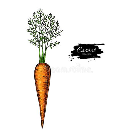 Carrot Hand Drawn Vector Illustration Set Isolated Vegetable Stock