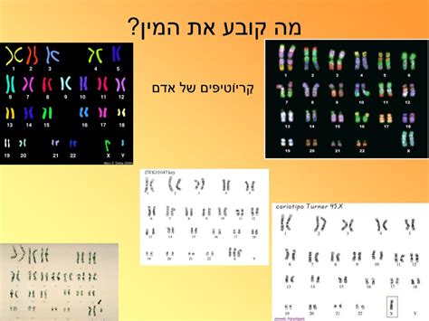 Ppt כרומוזומים וקריוטיפ האדם Powerpoint Presentation Id3580816