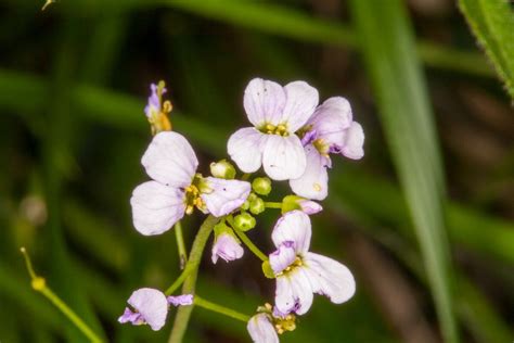 Arabidopsis Halleri L Okane And Al Shehbaz World Flora Plntnet