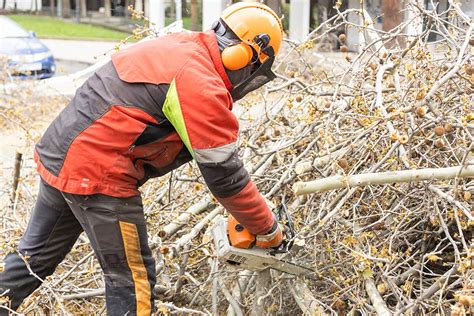 Difference Between Tree Pruning Lopping Coppicing Pollarding