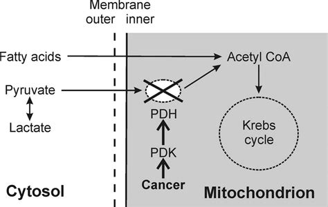 A Schematic Picture Of Glycolytic Phenotype Of Cancer Cells Bonnet Et