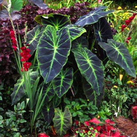 Polynesian Produce Stand ILLUSTRIS Colocasia Antiquorum ORNAMENTAL