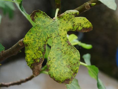 The Leave Of The Fig Ficus Carica Tree Which Are Unhealthy And
