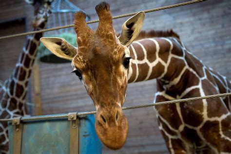 2000x1333 Giraffe Widescreen Backgrounds Coolwallpapersme