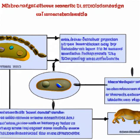 Ask Ai Why Dont Human Red Blood Cells Have Mitochondria