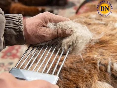 Ноолуур баруун аймагт 120.000 -140.000 төгрөгийн ханштай байна DNN.mn