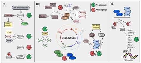 Regulation Of Autophagy By Cell Cycle Regulators A Regulation Of