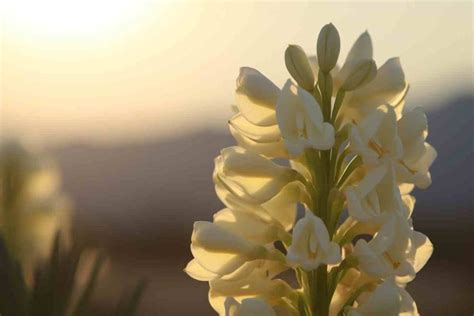 Camia Flower Meaning, Symbolism & Spiritual Significance - Foliage ...