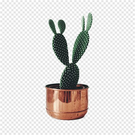 Green Cactus Plant Cactaceae Succulent Plant Houseplant Prickly Pear