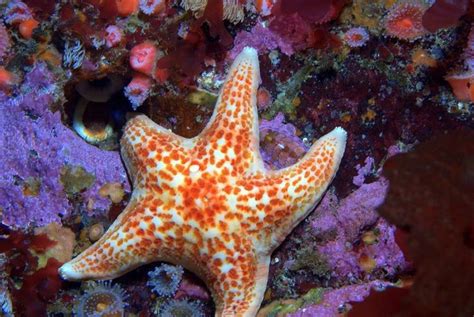 20 Bizarre and Beautiful Starfish Species | Starfish species, Starfish ...