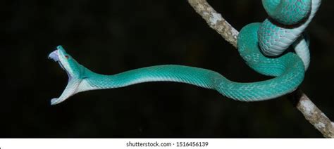 862 Blue pit viper Images, Stock Photos & Vectors | Shutterstock