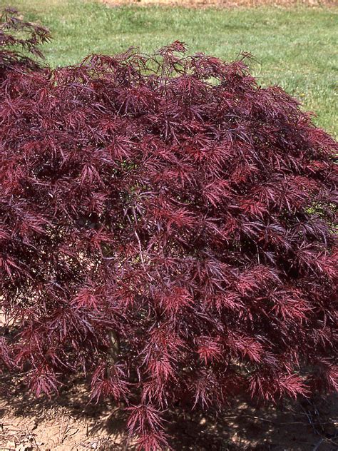 Red Dragon Japanese Maple J Frank Schmidt And Son Co