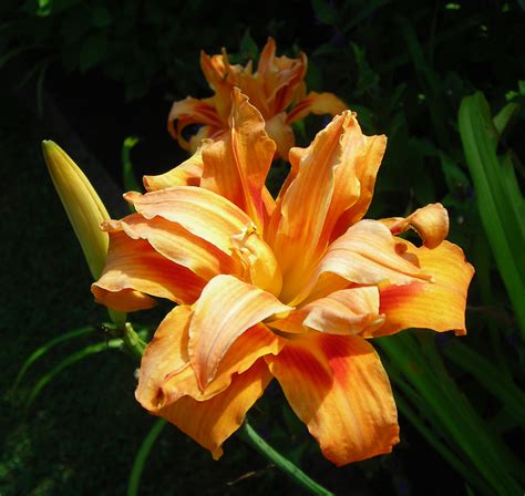 Lancaster Double Tiger Lily Buffalo