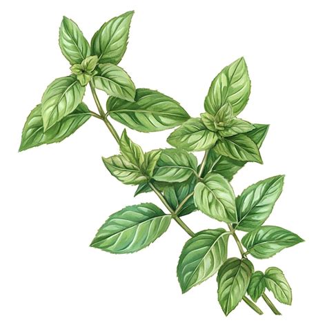 Un Dibujo De Una Planta De Menta Con Las Hojas Verdes Imagen Premium