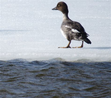 female Common Goldeneye duck April 11 | Goldeneye duck, Bird photo ...