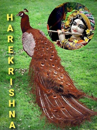 Pin By Venkat Ganesh On Krishna With Peacock Peacock Pictures