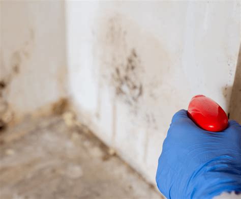 A General Guide To Mold Remediation And Removal