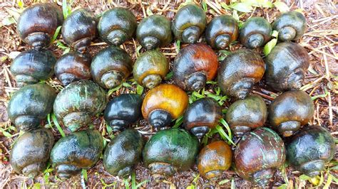 Hunting Snails Berburu Keong Mas Ketemu Banyak Ikan Mujair Bekicot