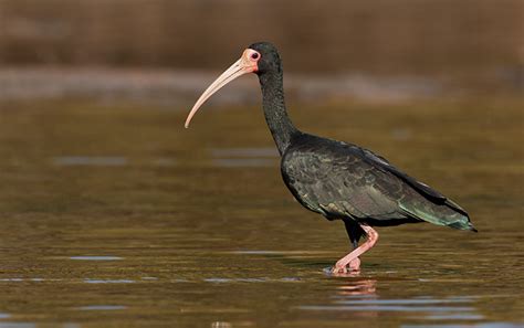 Ave Preta De Bico Longo E Fino - tapicuru (Phimosus infuscatus) | WikiAves - A Enciclopédia das Aves do ...