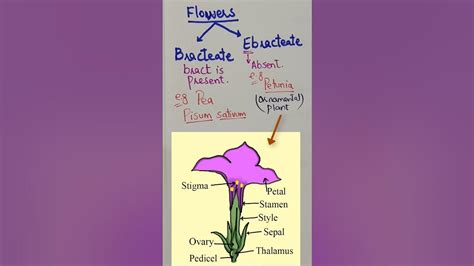 Bracteate and Ebracteate Flower||Flower Morphology, Class 11- Neet #biology #Morphology - YouTube