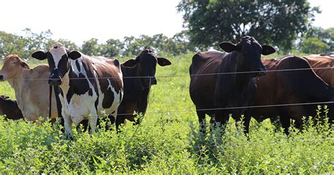 Câmara Setorial da Carne Bovina aprova proposta de rastreabilidade