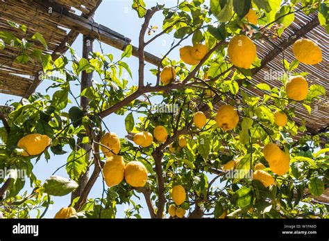 Lemon Trees Capri Italy Hi Res Stock Photography And Images Alamy