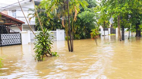 Mengenal Leptospirosis Jenis Penyakit Yang Mengintai Saat Musim Hujan