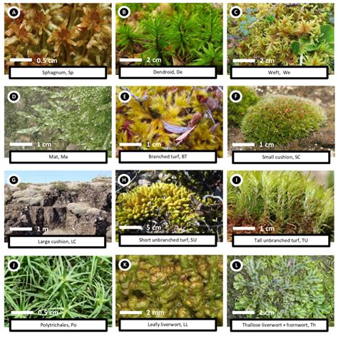 Figure A The Twelve Bryophyte Functional Groups Bfgs And Their