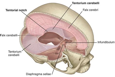 Brain Anatomy Human Heart Anatomy Anatomy