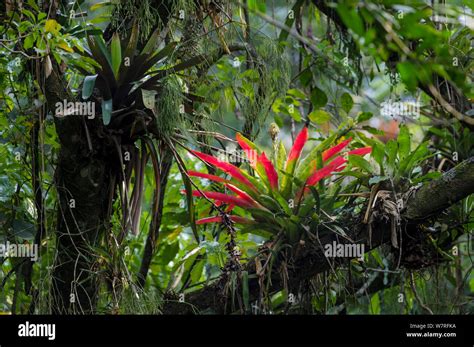 Bromeliads Bromeliaceae In The Rainforest Canopy Serra Dos Tucanos Brazilian Atlantic