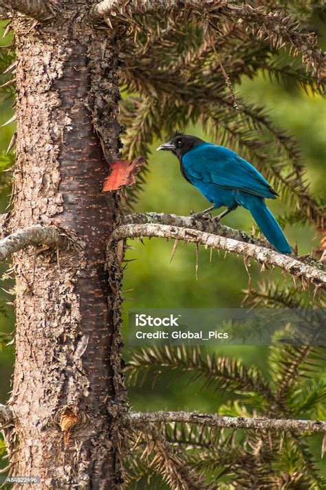 blue crow stock photo  image   beak beauty