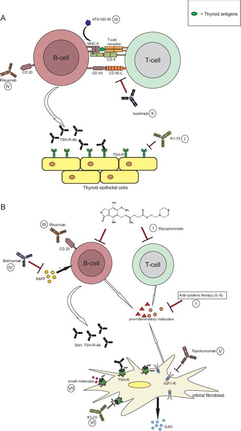 Figure 1 From Management Of Graves Thyroidal And Extrathyroidal Disease An Update Semantic