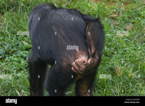 Monkey Chimpanzee Bubbles Grab Ass Uganda Africa Stock Photo Alamy
