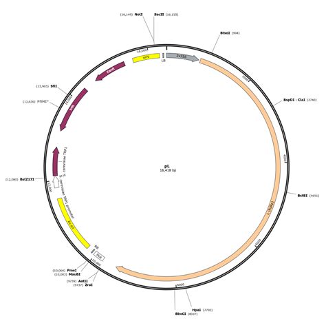 Addgene: pL