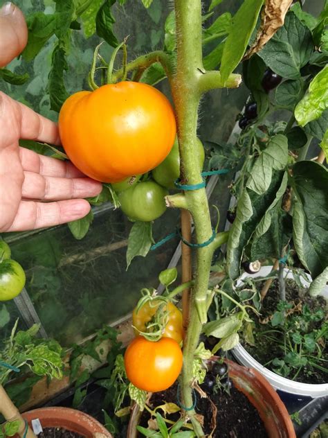 Golden Jubilee Tomato Plant