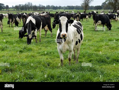 Holstein Friesian Cows On A Dairy Farm Near Moss Vale New South Wales