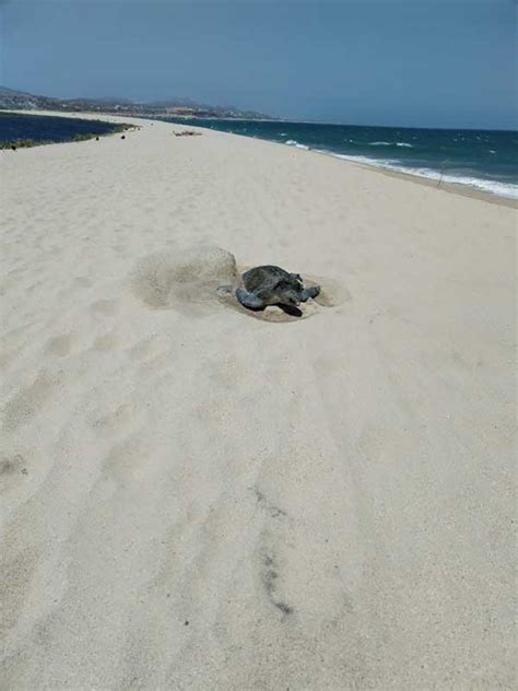 Se Han Protegido 6 Mil 210 Nidos De Tortuga Marina En Los Cabos