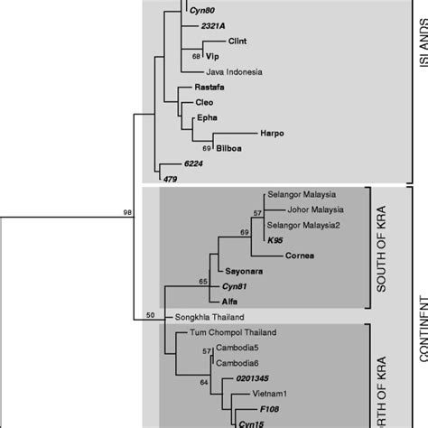 Phylogenetic Tree Displaying Different Mtdna Sequences Of Cynomolgus