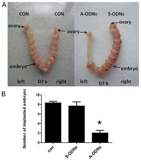 Pregnant Mouse Stages