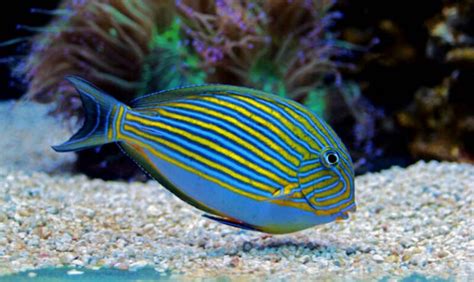 18 Types of Tangs, Surgeonfish: Find More than Dory • (Care Tips)