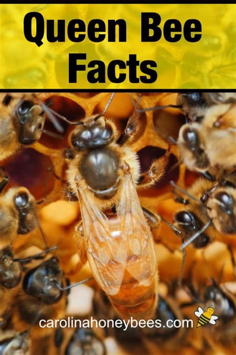 Interesting Facts About Queen Honey Bees Carolina Honeybees Bee