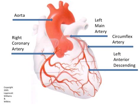 Week 7 Myocardial Infarction Flashcards Quizlet