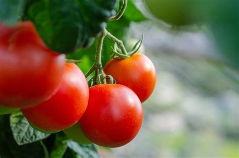 Nasiona Holenderskie Pomidor W Agroturystykawisienka Pl