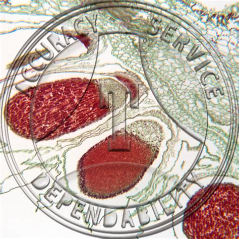 Marchantia polymorpha Sporophyte LS Prepared Microscope Slide